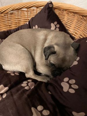 Hunde willkommen - Bild 16: Ferienwohnung am Moosweiher