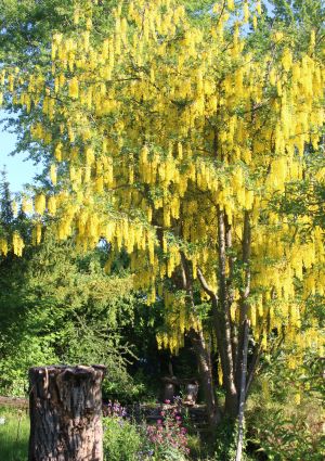 in der Schafhofgasse - Bild 15: Odins Ferienwohnung - Ankommen und Wohlfühlen