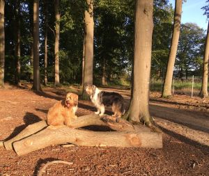 Gassirunde für unsere Hundefreunde - Bild 17: Ferienhaus Muschelsucher in Damp an der Ostsee
