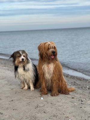 Hunde baden am Strand in Damp - Bild 14: Ferienhaus Muschelsucher in Damp an der Ostsee