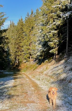 Für Hundebesitzer ist es ein Paradies. Kleine Hunde sind herzlich Willkommen. Für große Hunde ist die Wohnung wegen der Treppen nicht geeignet.

Ich biete Einzel- und Gruppentraining an, als zertifizierte Hundetrainerin für Begleithunde- und Besuchshundeausbildung sowie Mantrailing-Trainerin (ehem. K-9 Stützpunktleiterin, BTT, ATT). Zertifiziert nach § 11 Tierschutzgesetz zur Ausbildung von Hunden seit April 2015.
Sprechen Sie uns gerne an. - Bild 21: Ferienwohnung Tannenduft im Schwarzwald