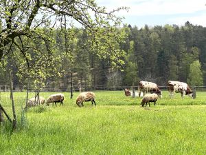Bild 22: Kellerstöckl auf der "Varm - the vegan Farm" - der bio-vegane Lebenshof