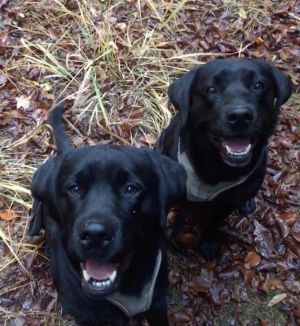 Bild 27: Kellerstöckl auf der "Varm - the vegan Farm" - der bio-vegane Lebenshof