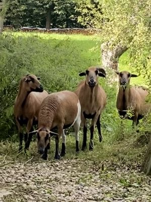 Bild 33: Kellerstöckl auf der "Varm - the vegan Farm" - der bio-vegane Lebenshof