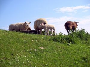 Bild 14: Carolinensiel: Fewo RUHEPOL direkt am Deich, Balkon, max. 5 Gäste + Hunde