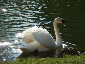 Bild 18: Ferienhaus Künzl im Waldecker Land in der Nähe vom Edersee