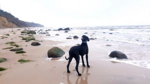 ...ideal für Hundebesitzer. - Bild 16: Ferienwohnung direkt am Wasser auf Rügen | Nahe d. Ostsee | Hunde erlaubt