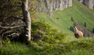 Unerwartete Begegnung - Bild 18: Ferienwohnung Seidenschwann, Urlaub unter der Zugspitze