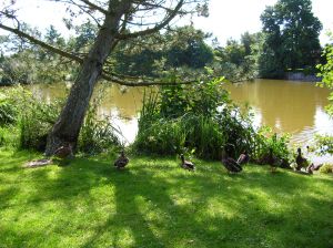 Bild 11: Ferienhaus Princesa- Urlaub mit Hund