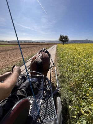Kutschfahrten buchbar - Bild 3: Landhaus Ferienwohnung Up’n Wall im Münsterland