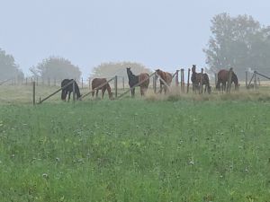 Unsere Pferde auf der Koppel - Bild 8: Landhaus Ferienwohnung Up’n Wall im Münsterland