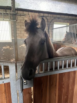 Ponyreiten für Kinder - Bild 4: Landhaus Ferienwohnung Up’n Wall im Münsterland