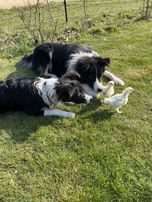 Merlin und Hermine, Australien Shepperds/ Border Mixe, wohnen unten im Haus - Bild 5: Landhaus Ferienwohnung Up’n Wall im Münsterland
