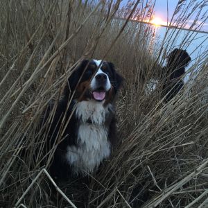 Fellnasen im Schilf - Bild 17: Wohlfühloase am Naturstrand Ostseeperle