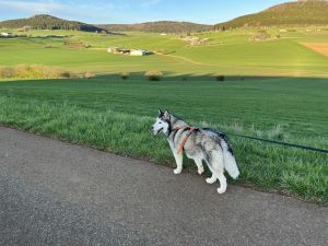 Bild 11: Hundeurlaub Schwarzwald – 1,50 m Zaun & Panoramablick