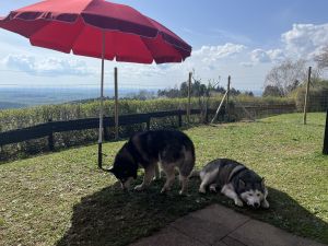 Bild 5: Ferienhaus Schwarzwald – Hund & 1,50 m Zaun + Gratis DreiWeltenCard