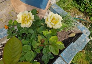 Bild 22: Ferienhaus "Leah´s Muschelsand" Nähe Nordseeheilbad Friedrichskoog