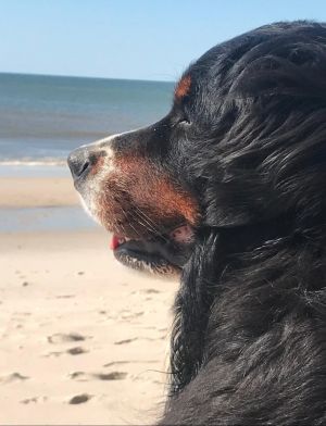 Bild 21: Ferienhaus "Leah´s Muschelsand" Nähe Nordseeheilbad Friedrichskoog