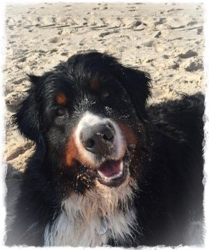 Bild 23: Ferienhaus "Leah´s Muschelsand" Nähe Nordseeheilbad Friedrichskoog