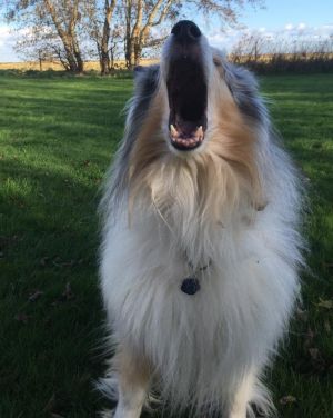 Bild 19: Ferienhaus "Leah´s Muschelsand" Nähe Nordseeheilbad Friedrichskoog