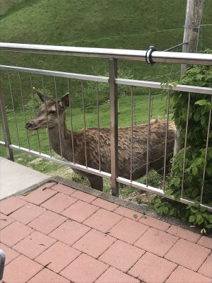 Bild 24: Ferienhaus Sonnenschein im "Kleinen Wiesental".