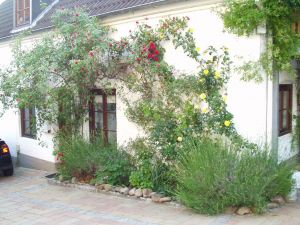 Im Sommer von Rosen umgeben und im Herbst gibt es leckere Weintrauben zu naschen. Hier kann man auch gerne in der Sonne einen Kaffee genießen oder Abends noch ein Glas Wein - Bild 1: FeWo Lütt Matten im Herzen Flensburgs und dennoch idyllisch und ruhig