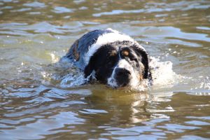 Bild 5: Ferienhof Höhensonne - Urlaub mit Hund in der Sächsische Schweiz