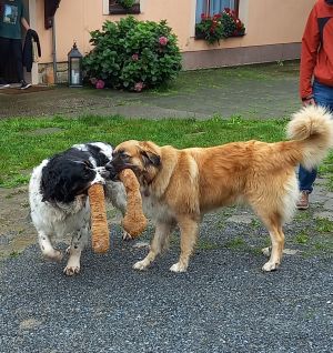 Bild 1: Ferienhof Höhensonne - Urlaub mit Hund in der Sächsische Schweiz