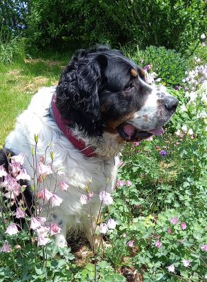 Bild 15: Ferienhof Höhensonne - Urlaub mit Hund in der Sächsische Schweiz