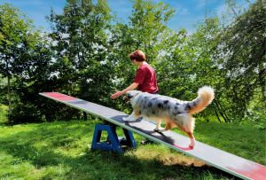 Bild 3: Das Ferien-Zuhause für Sie und Ihren Hund