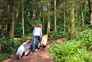 Bild 4: Das Ferien-Zuhause für Sie und Ihren Hund