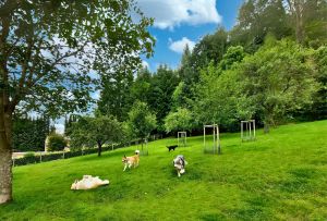 Zur Anlage gehört eine große eingezäunte Hundewiese mit kleinem Hundespielwald - Bild 2: Das Ferien-Zuhause für Sie und Ihren Hund
