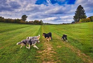 Bild 21: Hundebadezimmer, eingezäunter Garten, Veranda, Balkon: Brangs Eulenbüsch:
