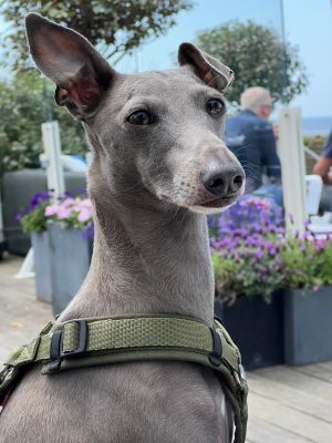 Bild 13: Ferienhaus 5a, Bungalowpark Puik en Duin Noordwijk am Meer