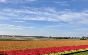 Bild 19: Ferienhaus 5a, Bungalowpark Puik en Duin Noordwijk am Meer