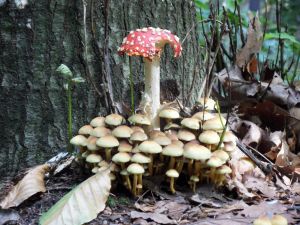 im Schrammsteingebiet - Bild 8: Ferienwohnung in Bad Schandau Elbsandsteingebirge