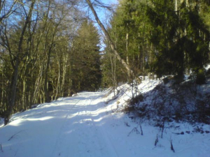 Wundeschöne Wege laden zum Reiten ein. - Bild 4: Ferienhof Schmiddes, Fewo Schwalbennest