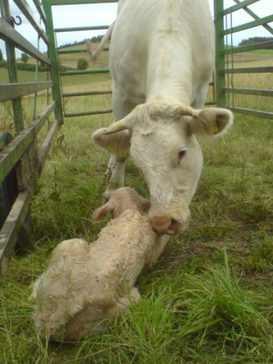 Dieses Kälbchen brauchte Hilfe bei der Geburt, aber es hat alles geklappt. - Bild 6: Ferienhof Schmiddes, Fewo Schwalbennest