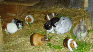 Unser Wintergehege für Meerschweinchen und Kaninchen - Bild 8: Ferienhof Schmiddes, Fewo Schwalbennest