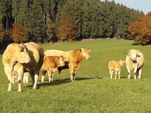 Wir halten Rinder als Mutterkühe in Herdenhaltung. Vom Frühjahr bis Spätherbst sind sie auf der Weide. - Bild 19: Ferienhof Schmiddes, Fewo Schwalbennest